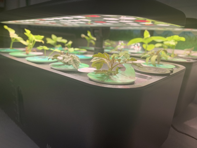 hydroponic gardens 