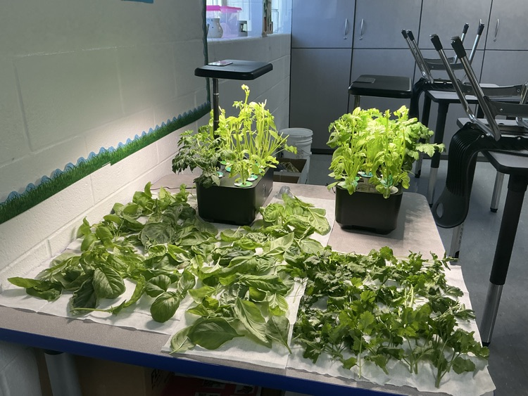 basil and parsley