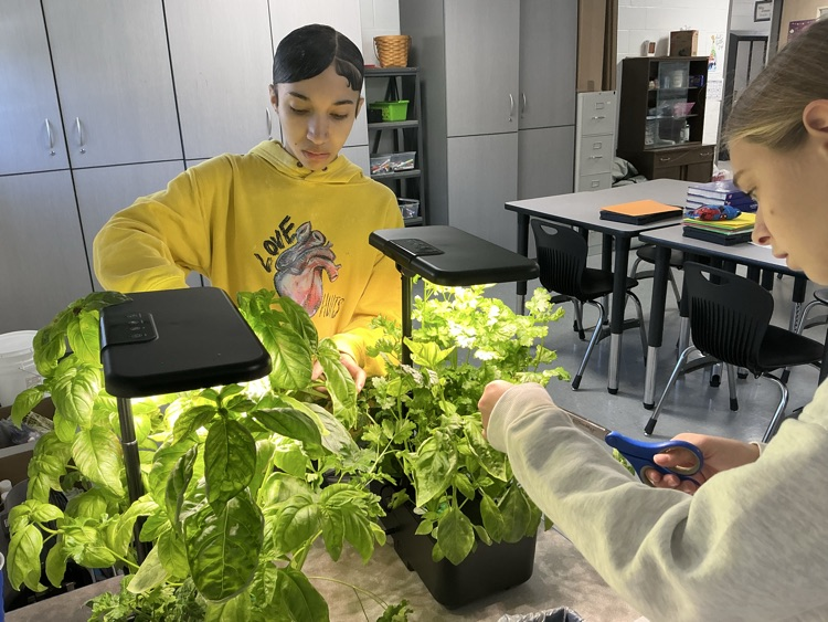 learning to trim the herbs