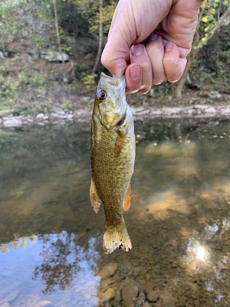 rock bass