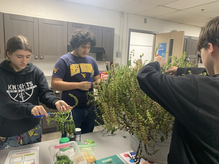 taking basil from the Sistersville a community garden