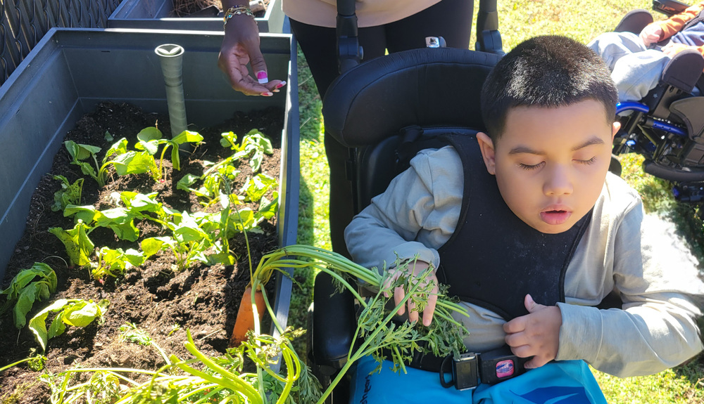 young child in wheelchair picking carrots out of garden
