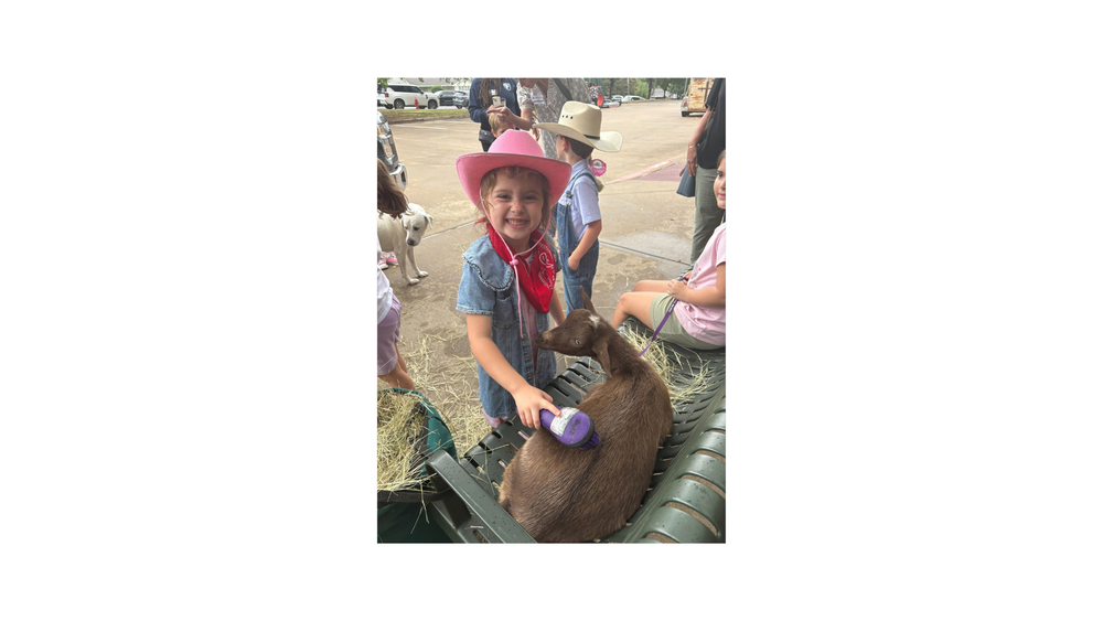 Student brushing goat