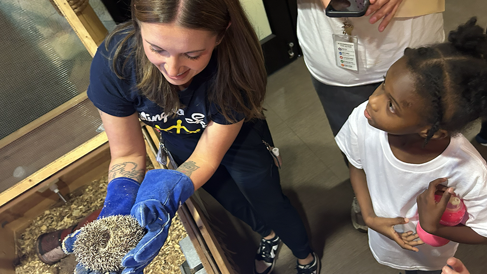 student being shown a hedge hog
