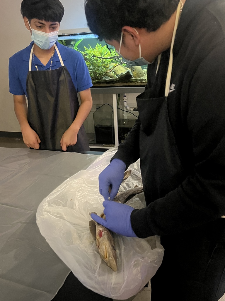 students dissecting a shark