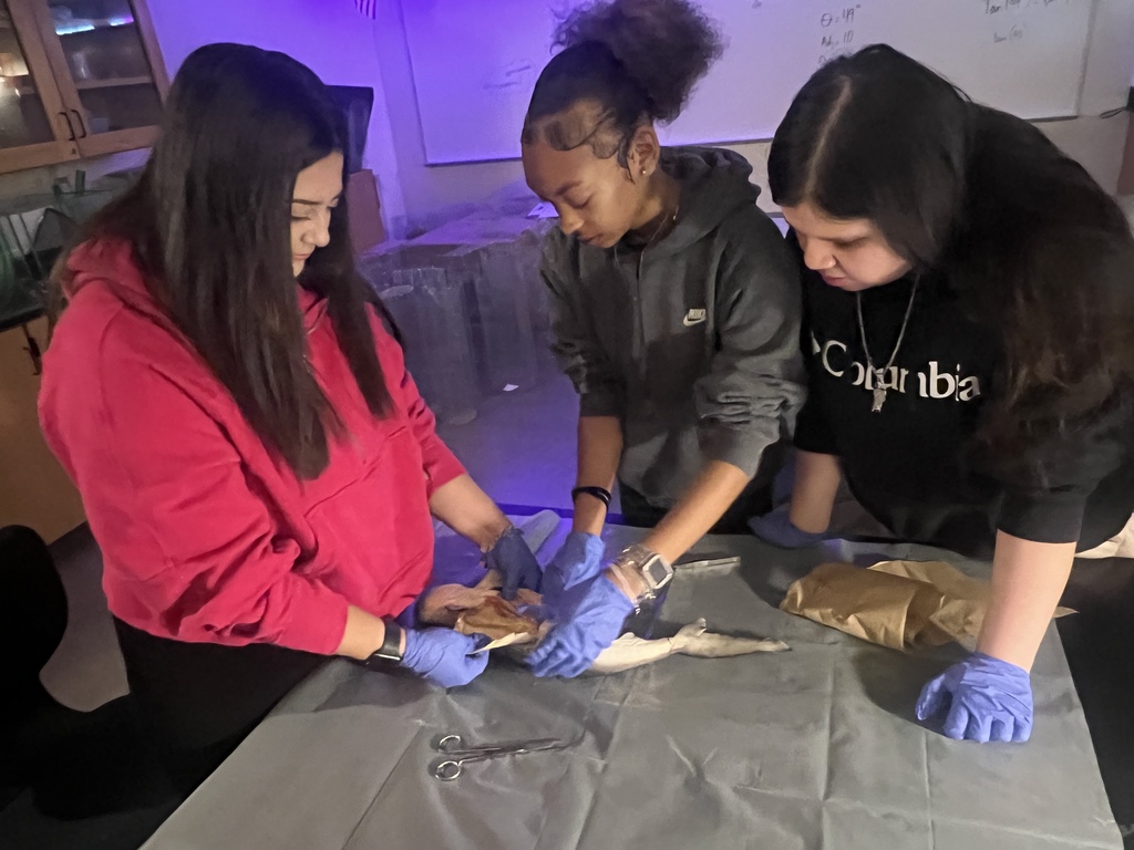 students dissecting a shark