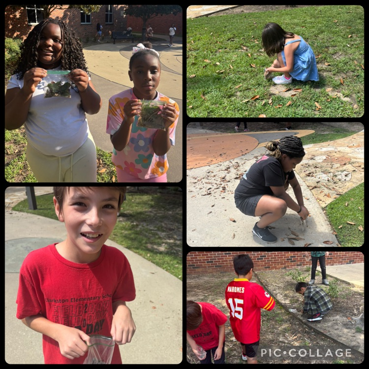 students collecting natural items from outside for their Texas natives stem project