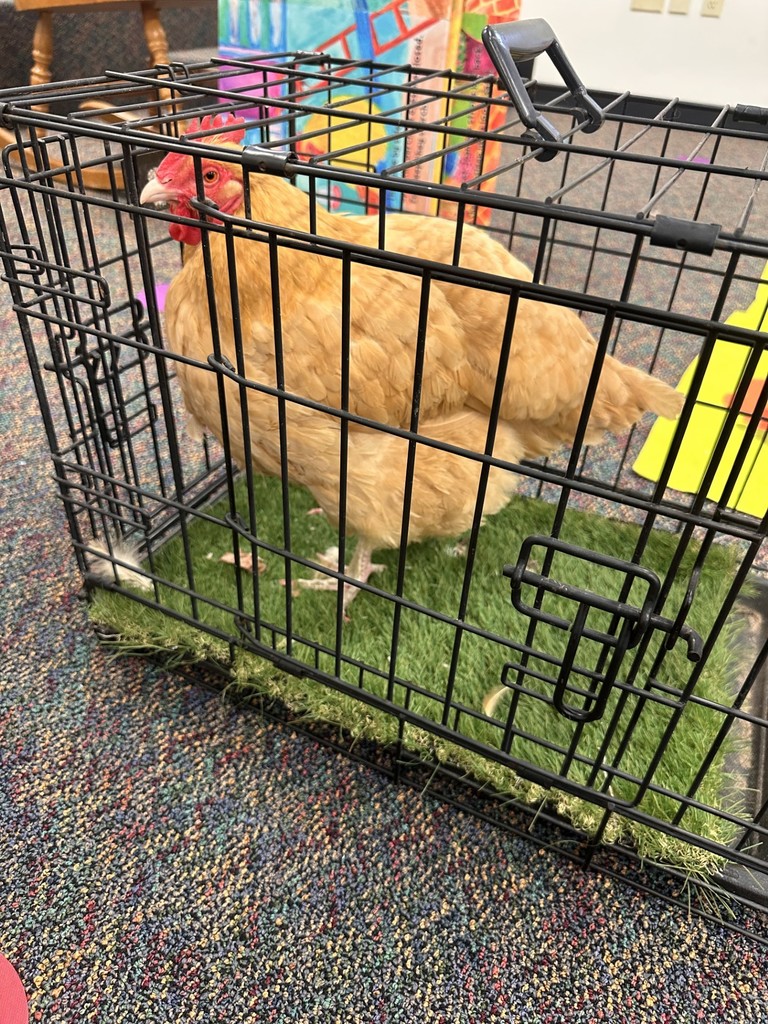 a chicken in a cage