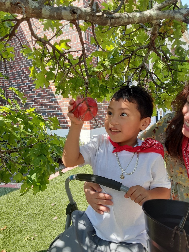 Child picking an apple from a tree