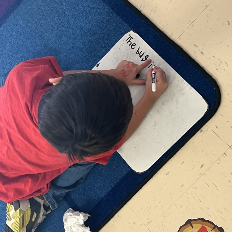 kindergarten students working on writing full sentences with whiteboards and markers