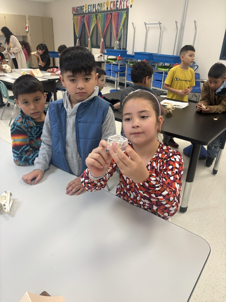 Library Wildlife Museum 