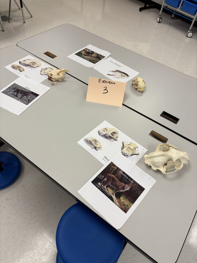 Library Wildlife Museum 