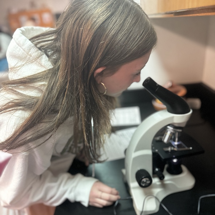 students looking through microscopes at cells 