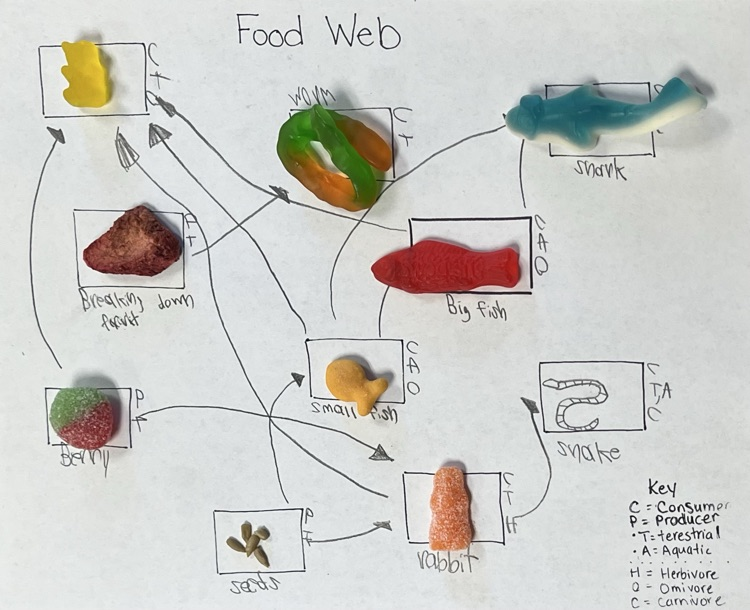 Food Web Creation With REAL FOOD