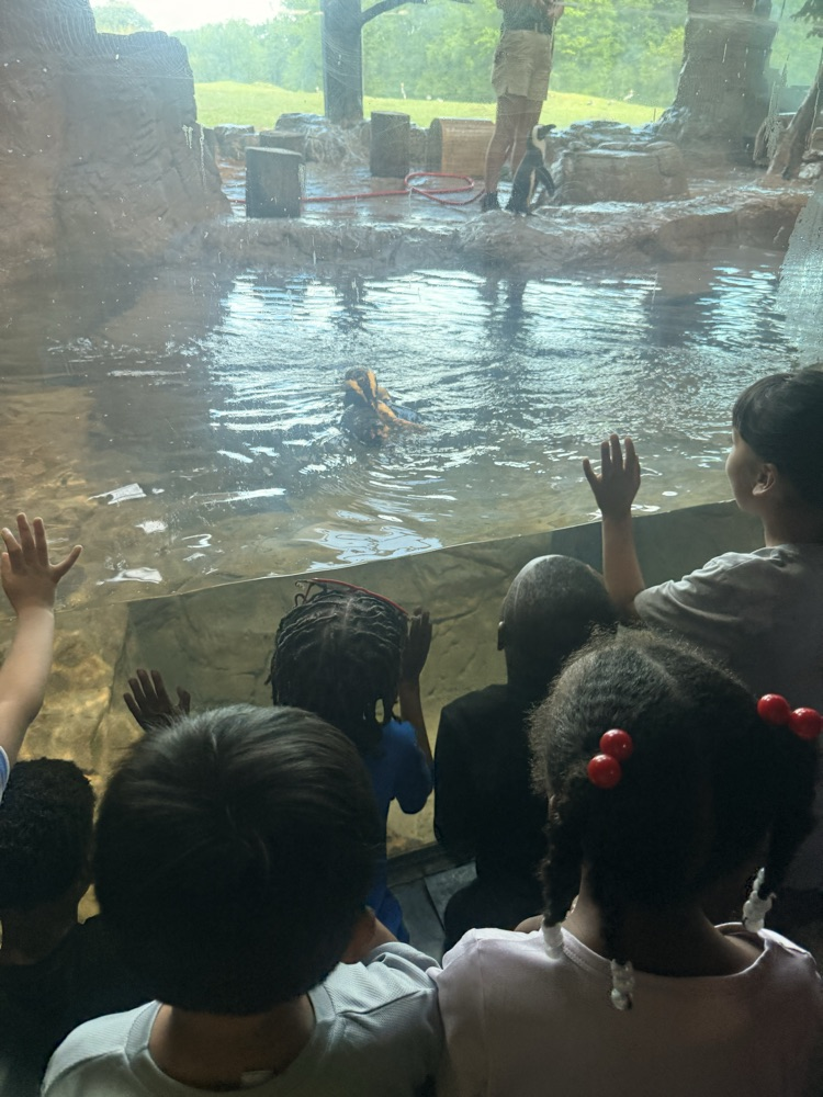 students looking at animal at the zoo
