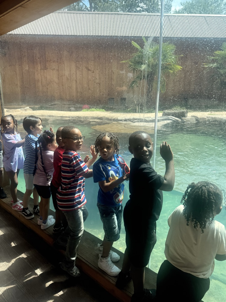 students looking at animal at the zoo