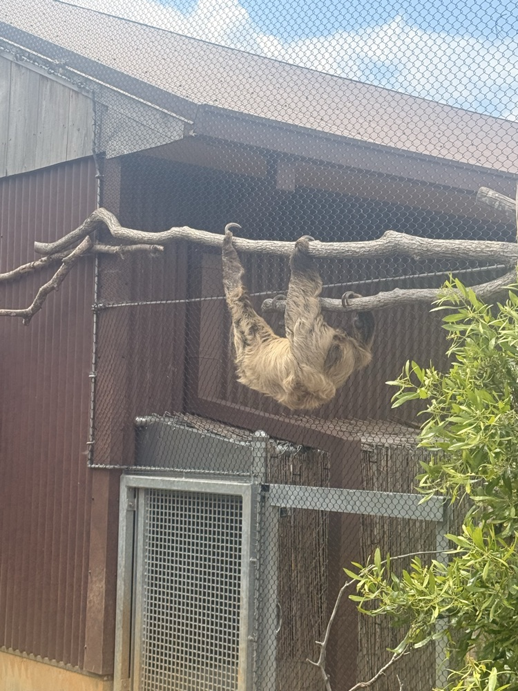sloth hanging from a branch