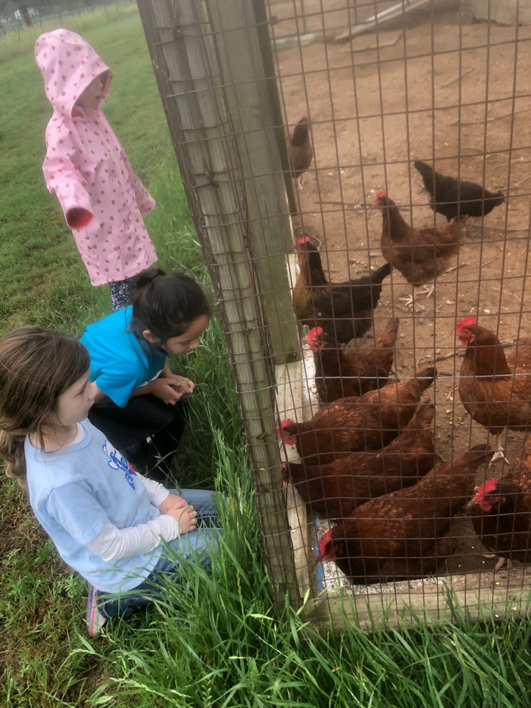 Students looking at chickens.