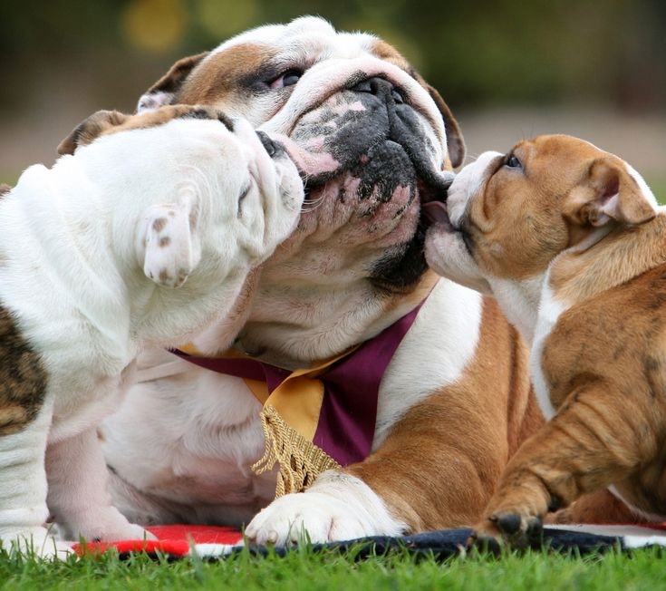 bulldogs