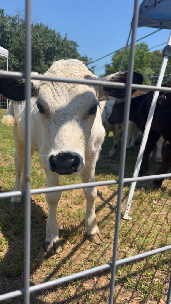 farm day