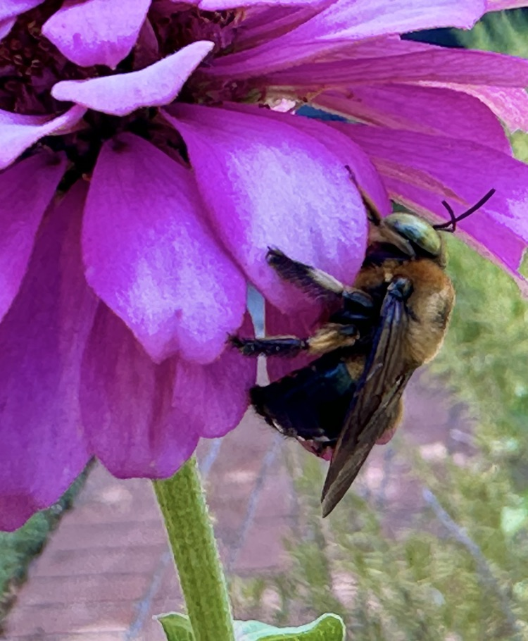bumble bee taking nap