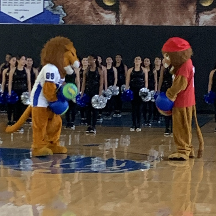 lion versus raider