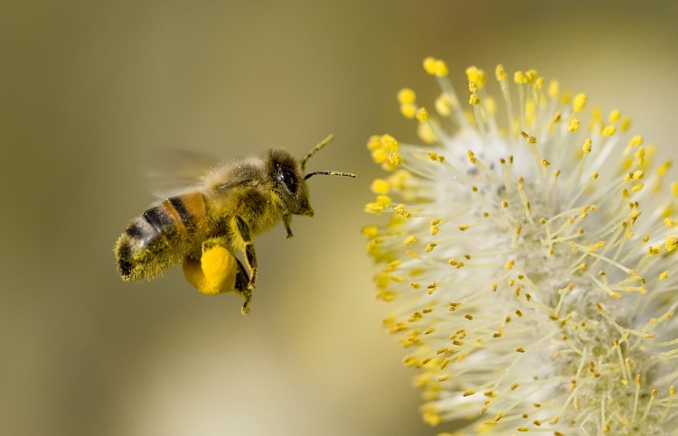 bee carrying pollen