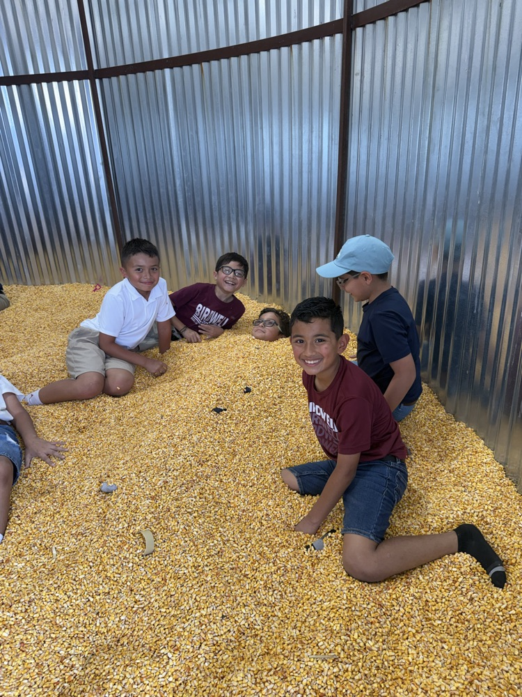 students and teachers at the fair playing in corn