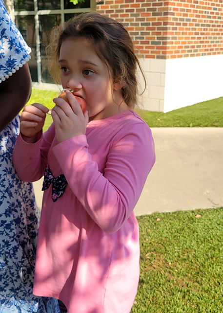Exploring Apples