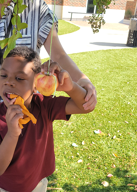 Exploring Apples