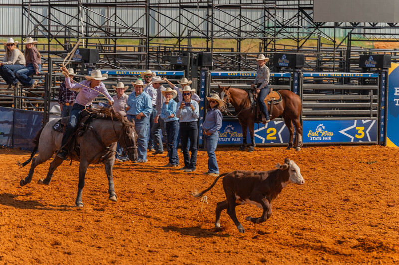 Woman on horse throwing a rope at a calf