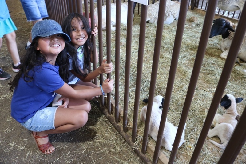 two elementary age girls with long dark hair kneel near cage with baby sheep