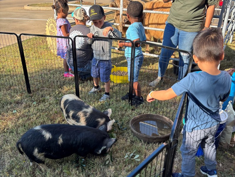 young kids looking at pigs in a pen