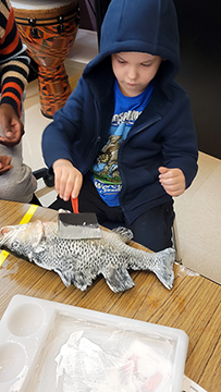 Students were then introduced to gyotaku, a traditional Japanese fish-printing technique