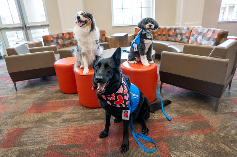 three dogs with leashes