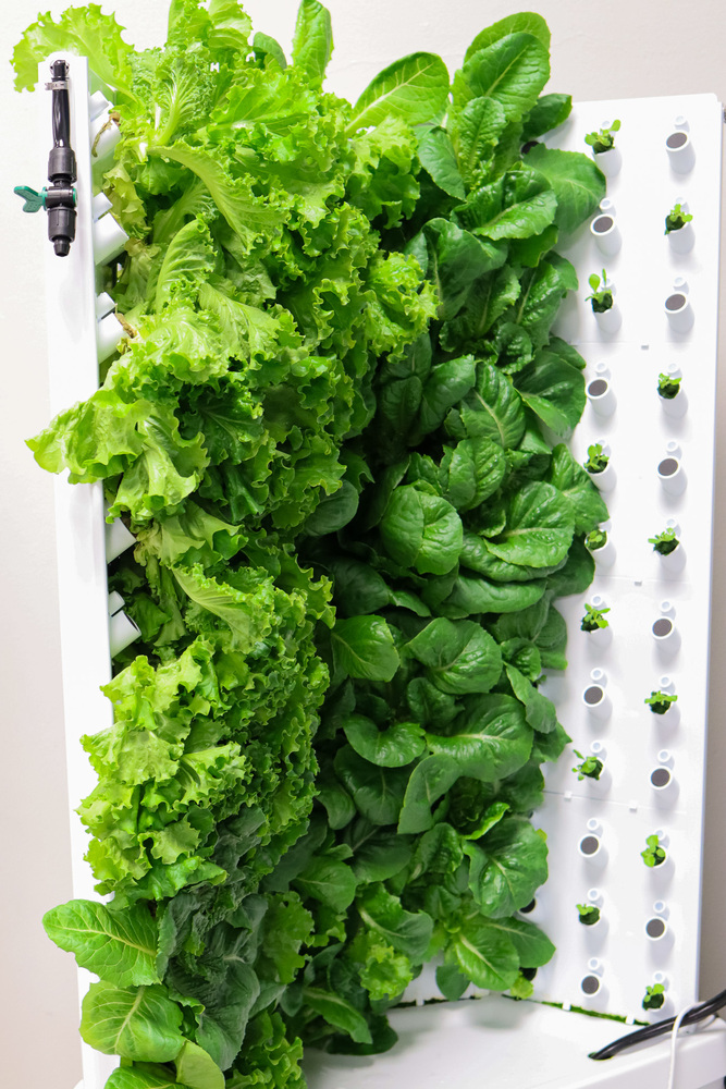 Photo of lettuce growing in the hydroponics garden