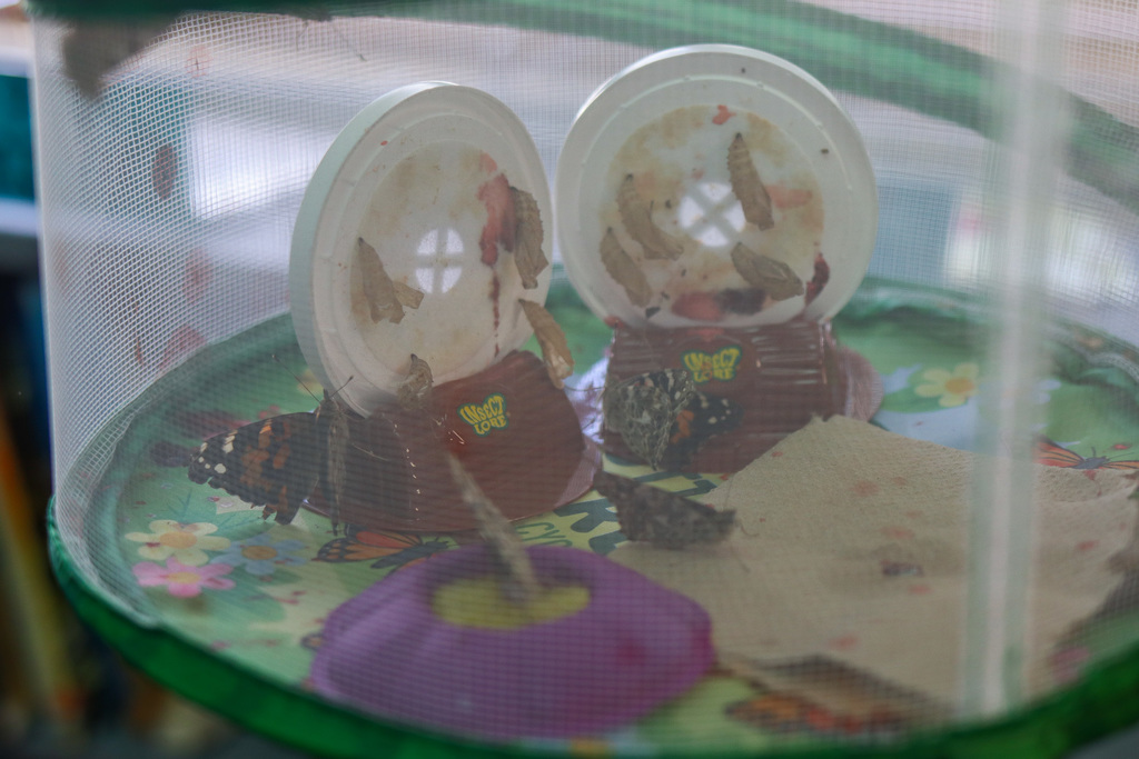 Photo of butterflies hatched out of their chrysalises