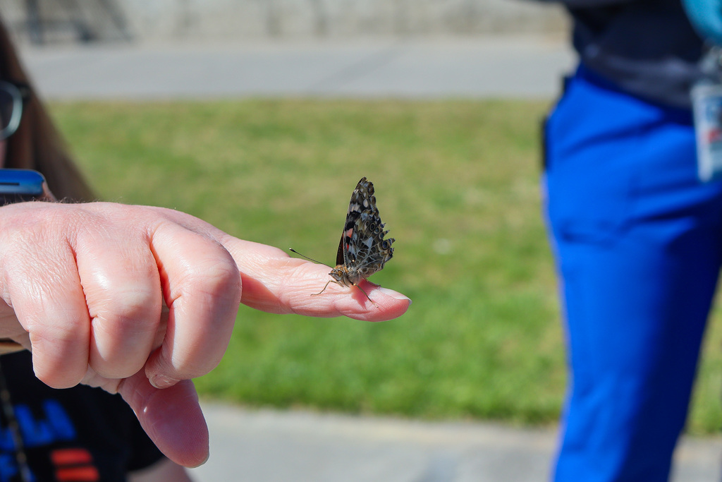 Photo of butterfly ready to take off 