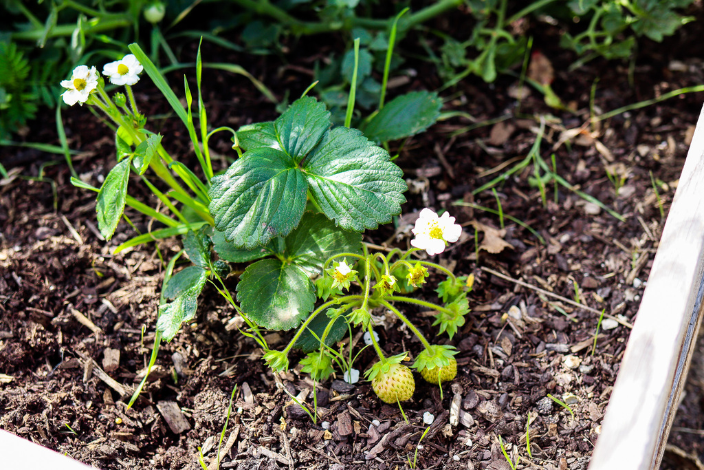 Photo of strawberry plant with green strawberries