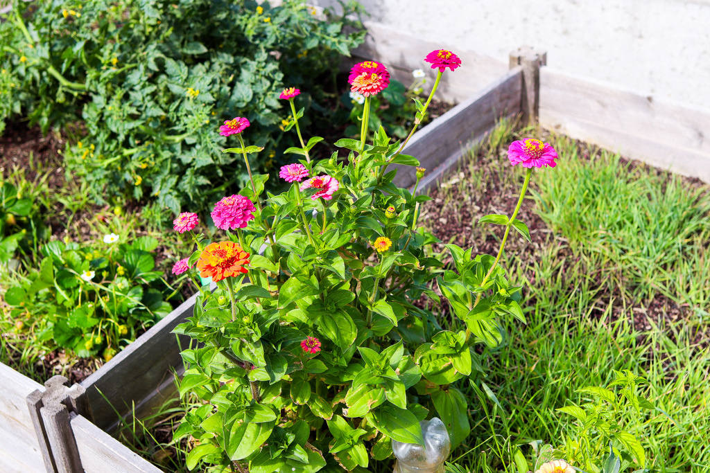 Photo of one of the flower varieties growing in the garden