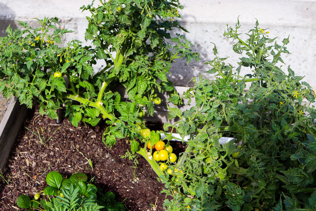 photo of tomato plant with green tomatoes