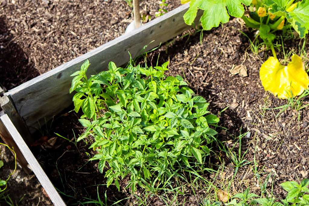 Photo of a fresh herb growing in the garden