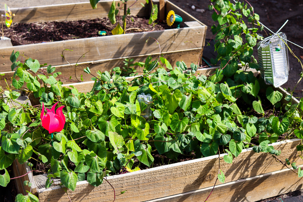Photo of vine plant growing in one of the garden beds