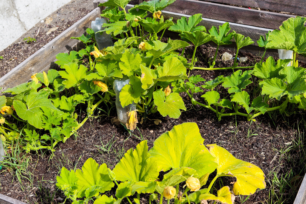 Photo of a zucchini plant growing in one of the garden beds