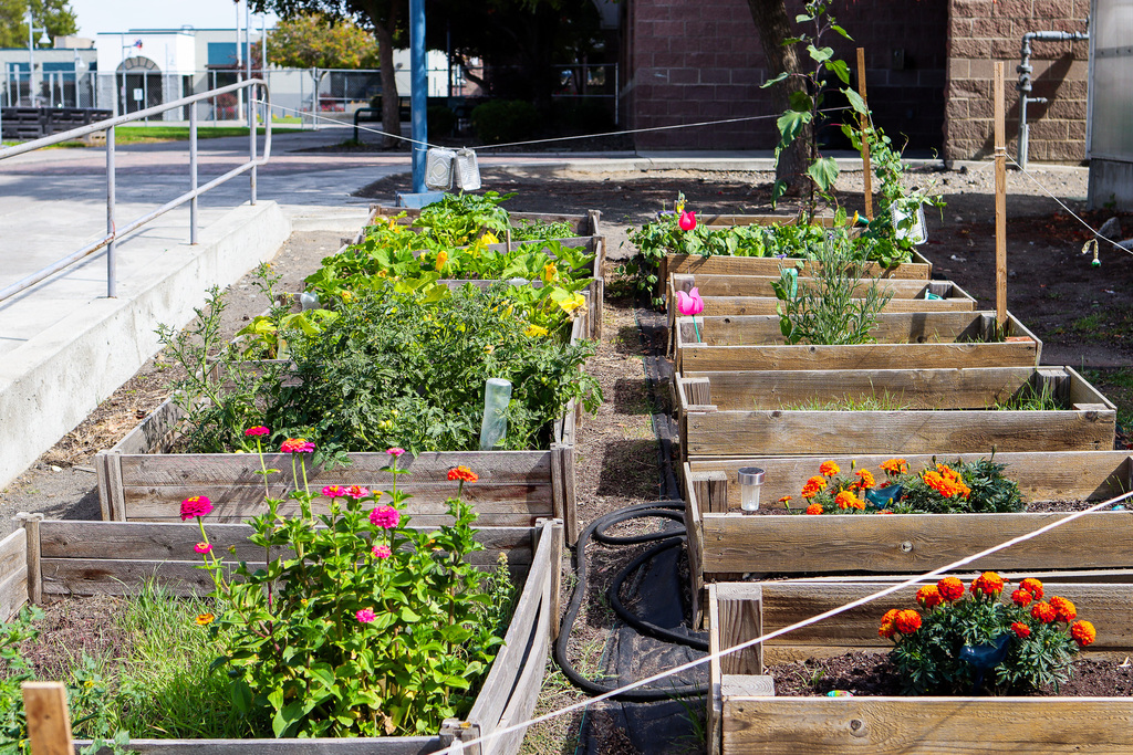 Photo of the entire garden