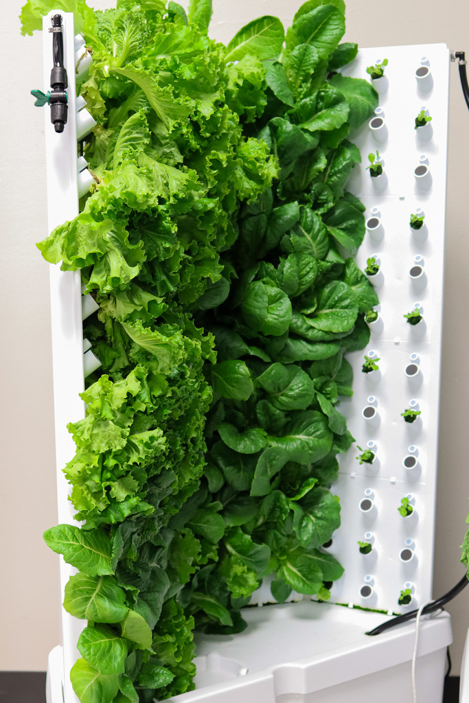Photo of lettuce growing in the hydroponics garden