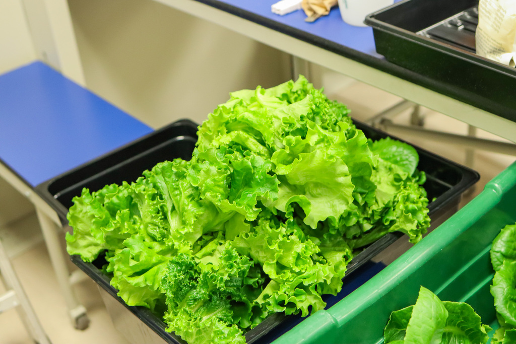 Photo of lettuce harvested