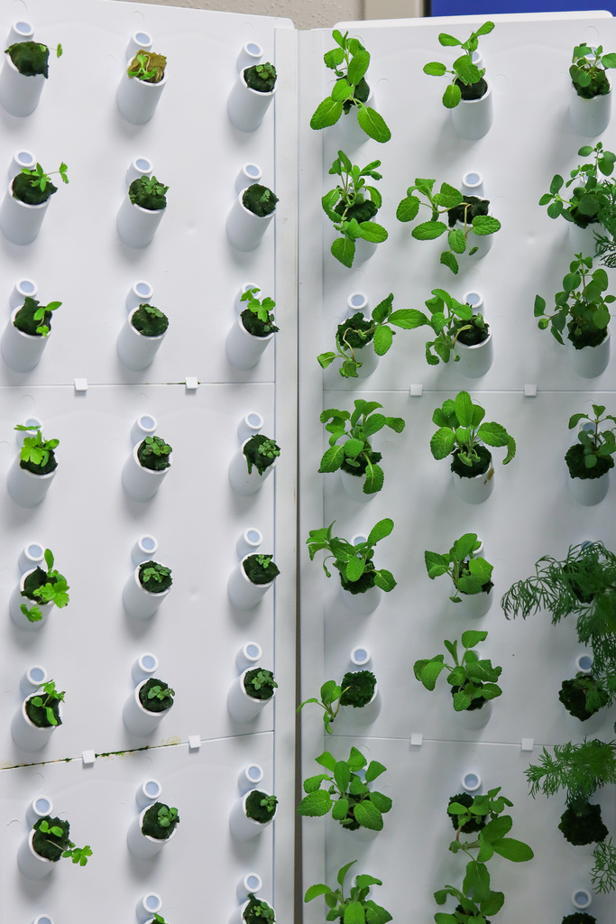 Photo of different herbs growing in the garden