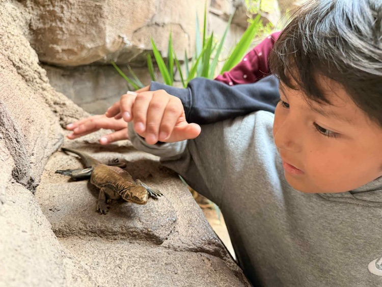 students looking at reptiles