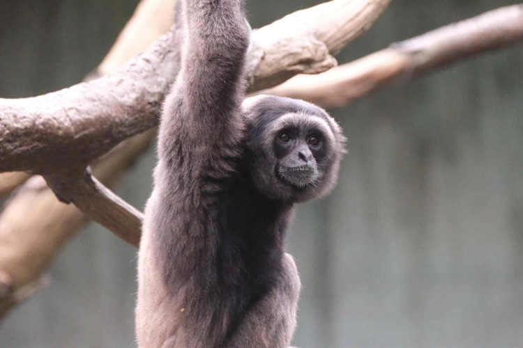 primate hanging from branches
